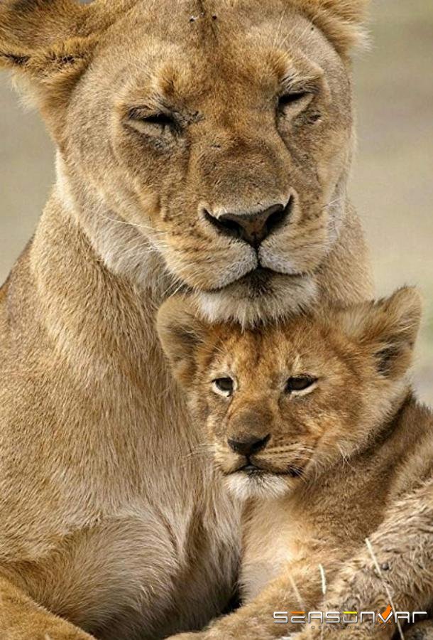 BBC. Заботливые мамы / Animal Mums (2015)