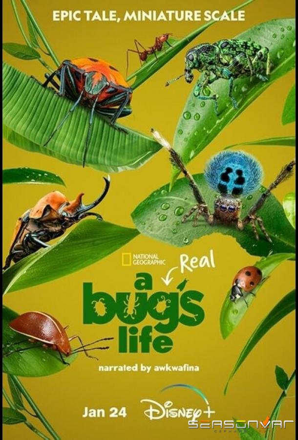 Настоящая жизнь жука / A Real Bug's Life (2024)